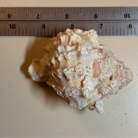 REAL Pink Murex - Picture 1 of 4